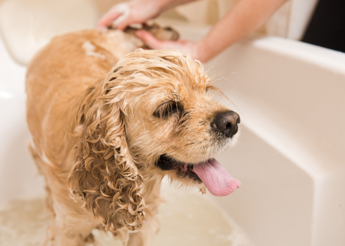 Best Pet Groomers in Kentucky