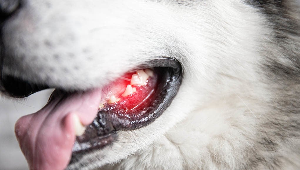 Bleeding Gums in Dogs Featured