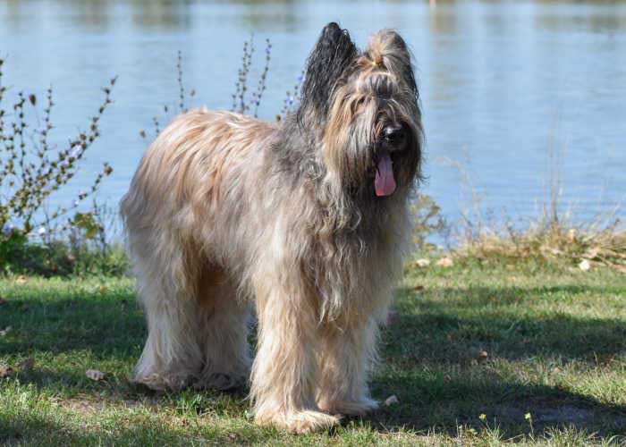 Briard