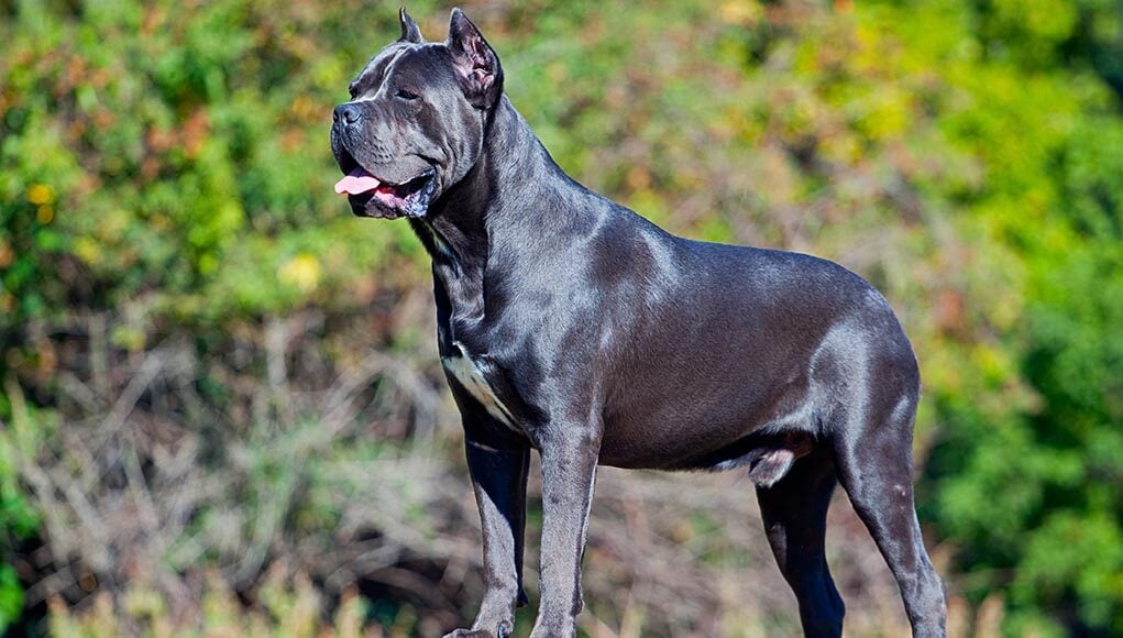 Cane Corso Dog Breed Profile featured image