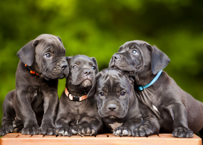 Cane Corso Puppies