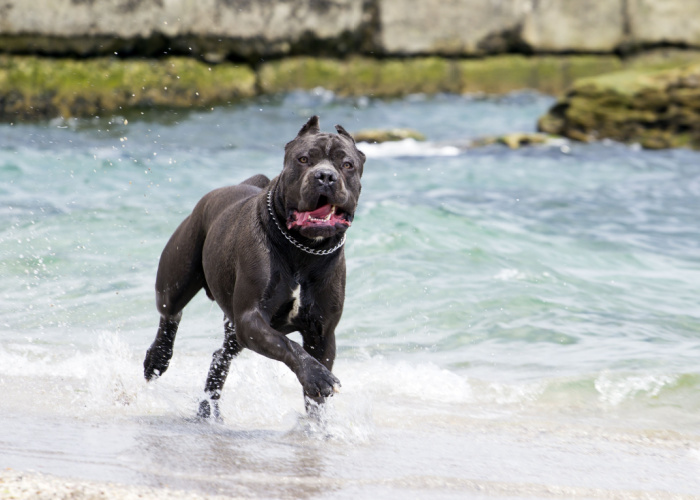 Cane Corso running