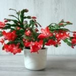 Christmas cactus