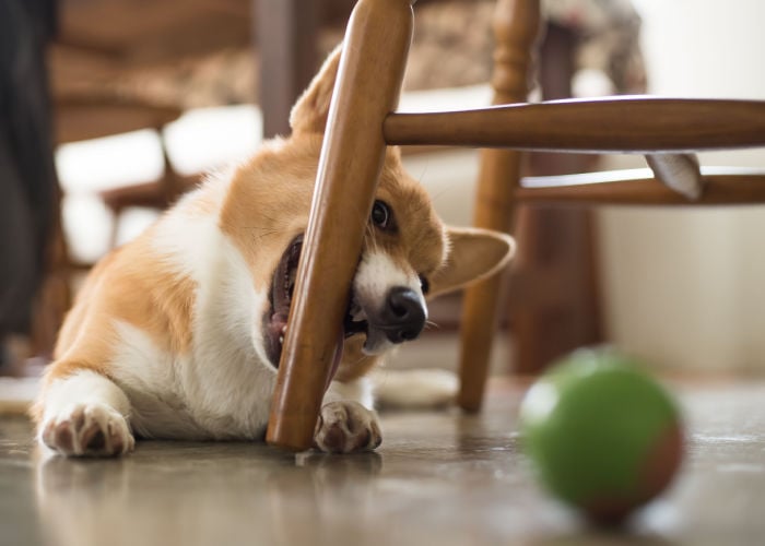 Corgi Mouthing on a chair