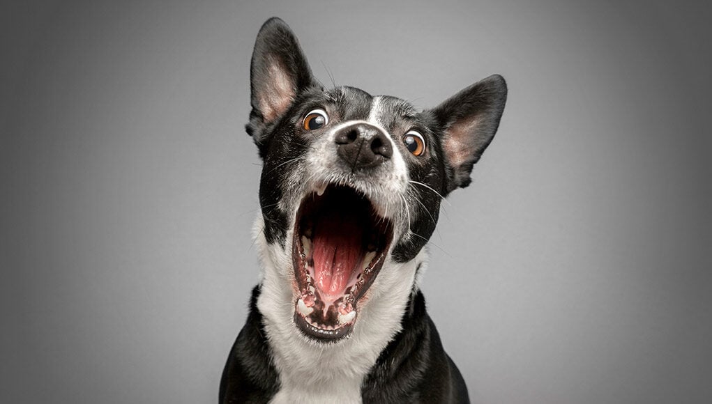 Dog Mouthing Featured Image