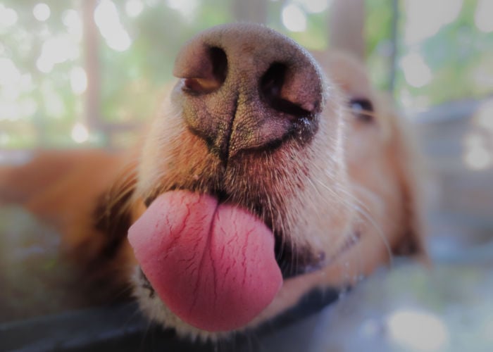 Dog Nose Close Up