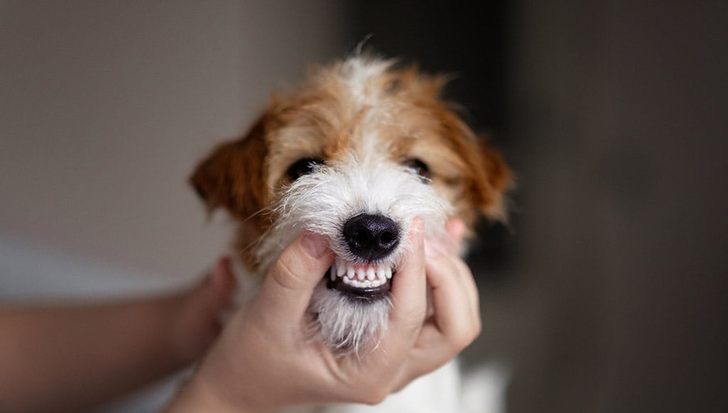 Dog Teeth Chattering Featured Image