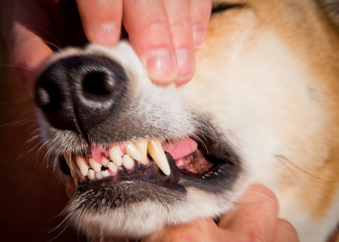 Dog Teeth Chattering Treatment