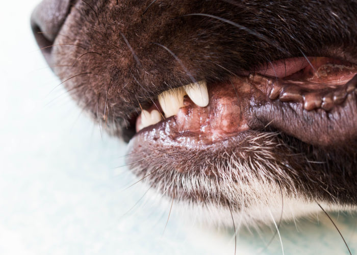 Dog Teeth and Gums Closeup