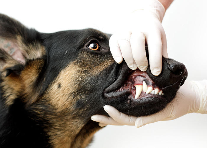 Dog teeth chattering causes