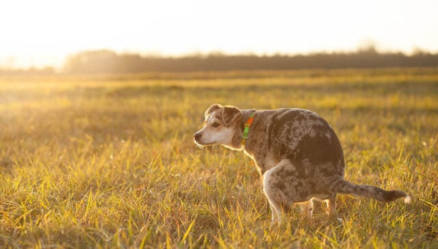 Dry Dog Poop Featured Image