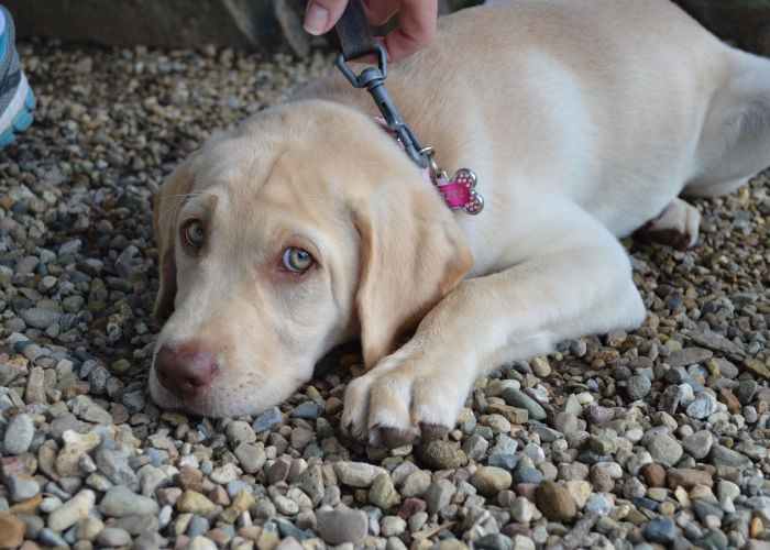 Dudley Nose in dogs