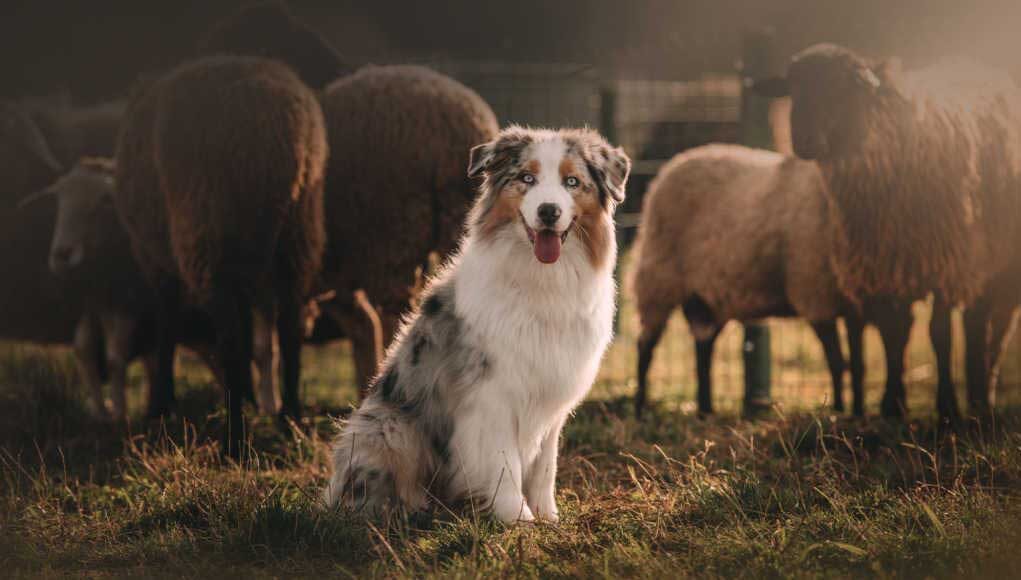 Herding Dog Breeds