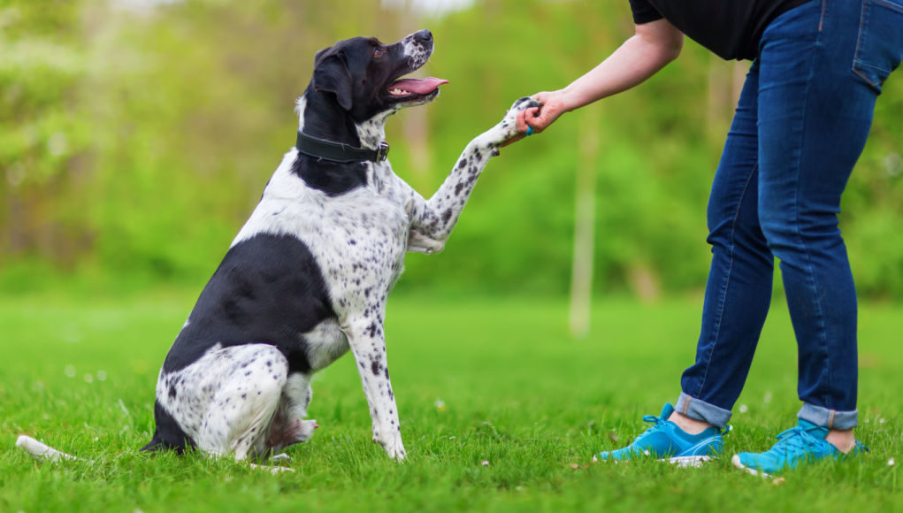 How do you check a dog's temperament