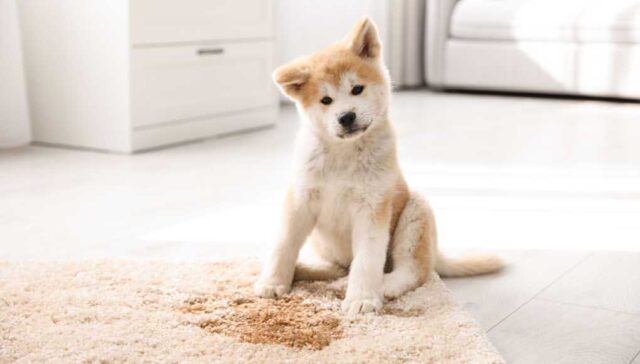 How to Clean Dog Vomit from Carpet