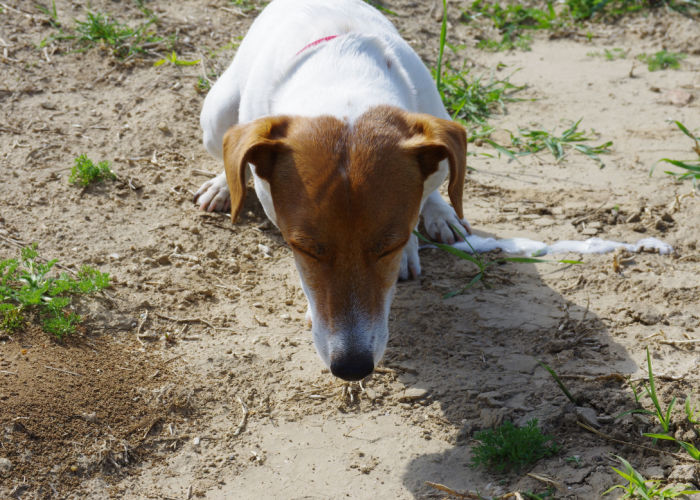 Jack Russell dog vomiting