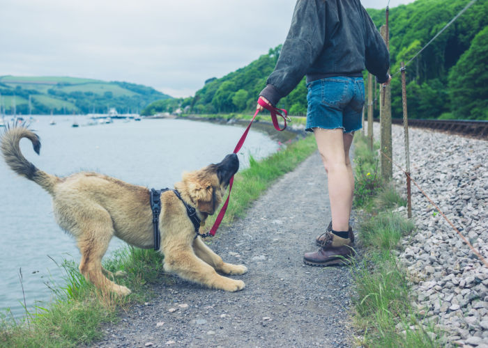 Leash Pulling of a Disobedient Dog