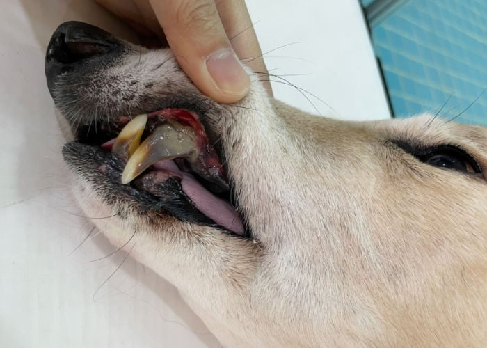 Periodontal Disease in Dogs