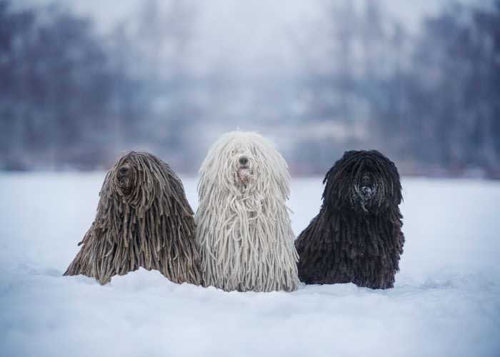 Hungarian Puli - low-shedder dog breed