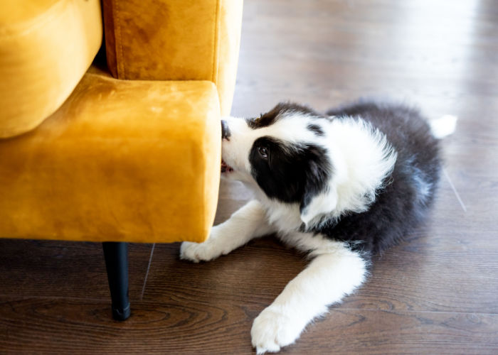 Puppy Mouthing on Furniture