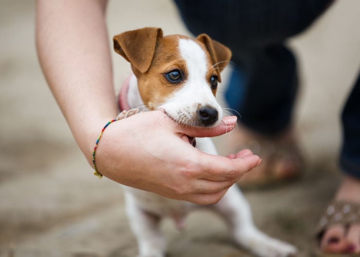 Puppy Mouthing on owner's hand