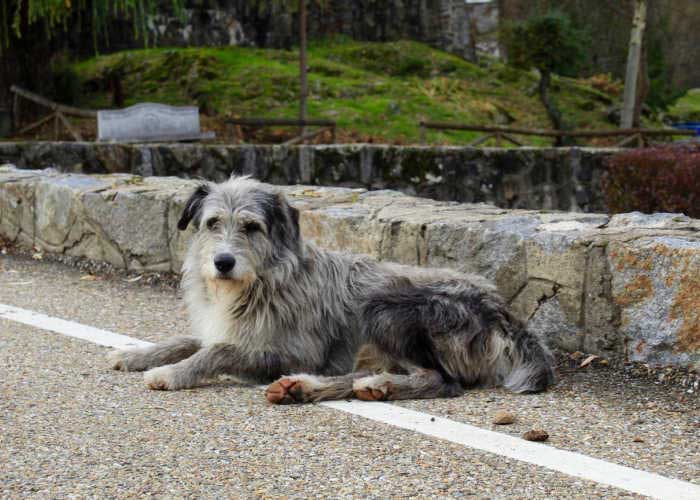 Pyrenean Shepherd