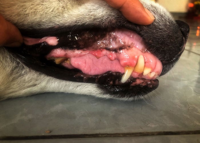 Red Gums in Dogs and Tooth Decay