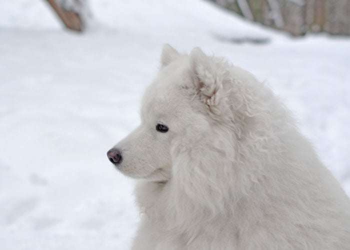 Snow Nose in Dogs