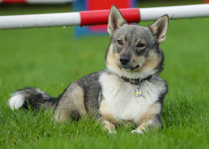 Swedish Vallhund