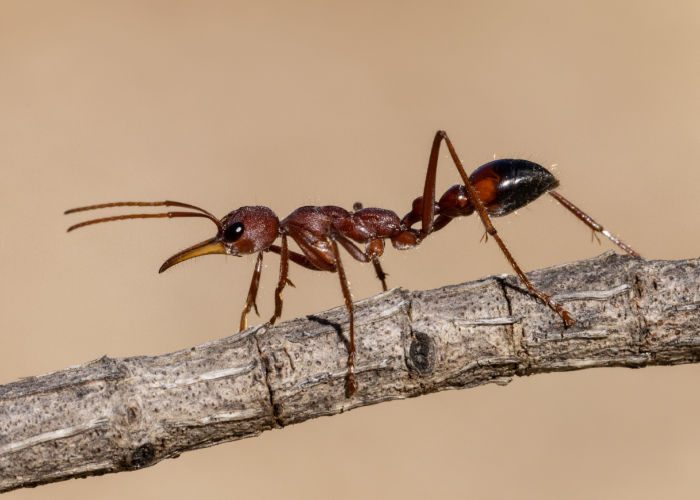 ant bites in dogs prevention