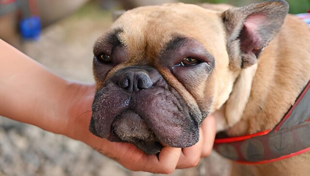 bee stings on dogs