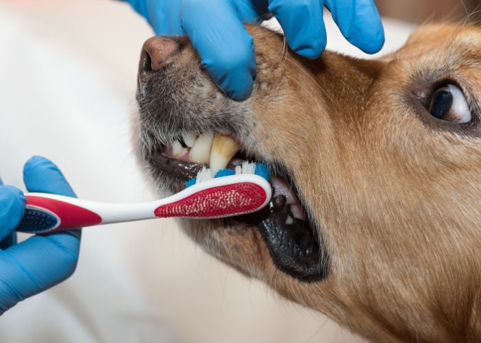 brushing teeth of dog with bleeding gums