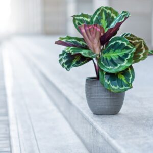 calathea