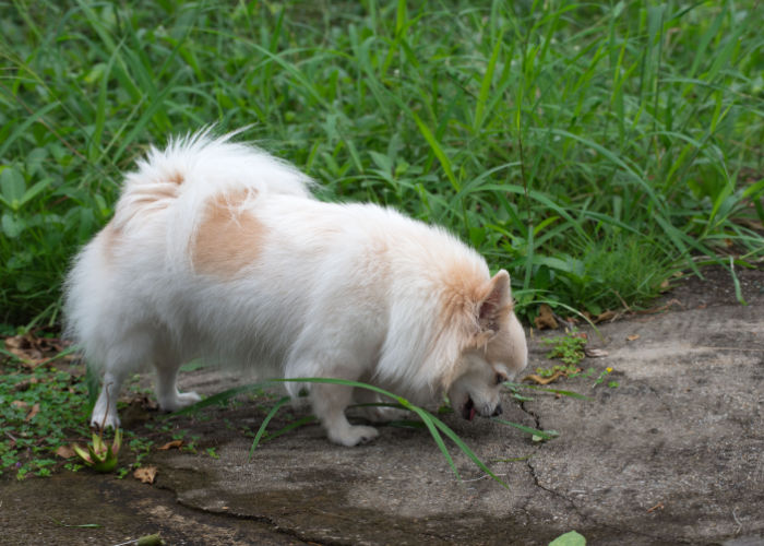 chihuahua vomit at the cement path