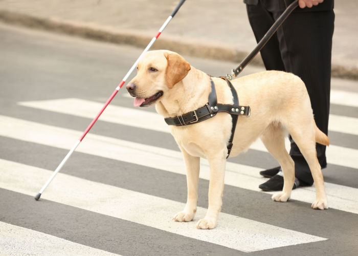 dog assisting blind man