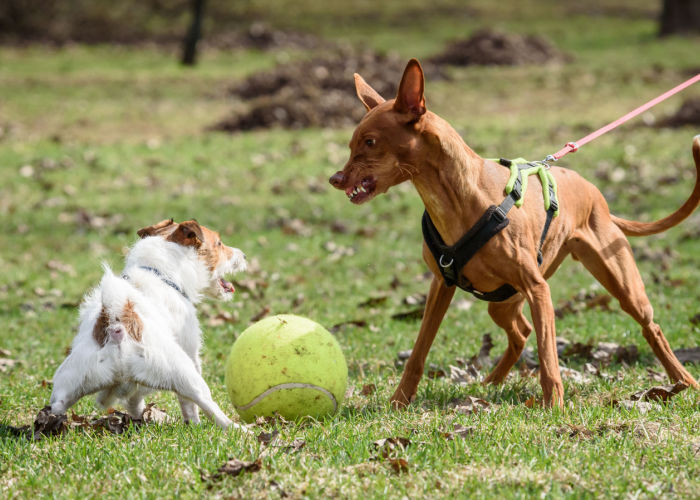 dog being overprotective aggressive to other animals