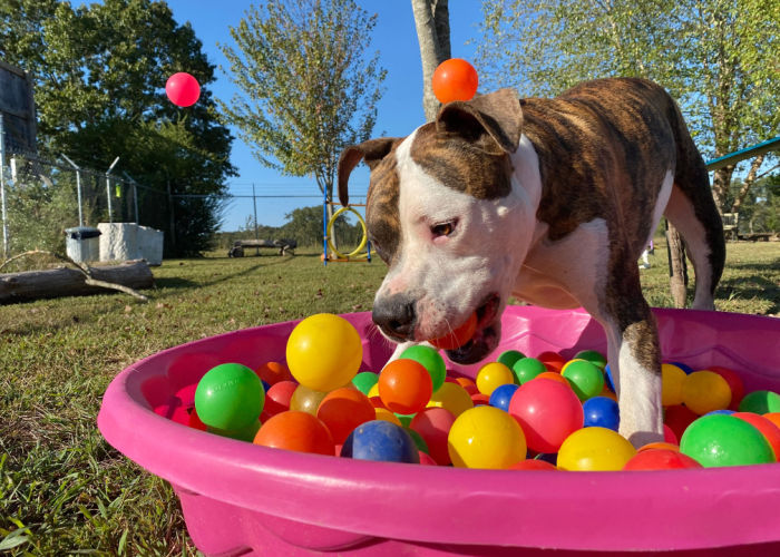 dog daycare exercise for dogs