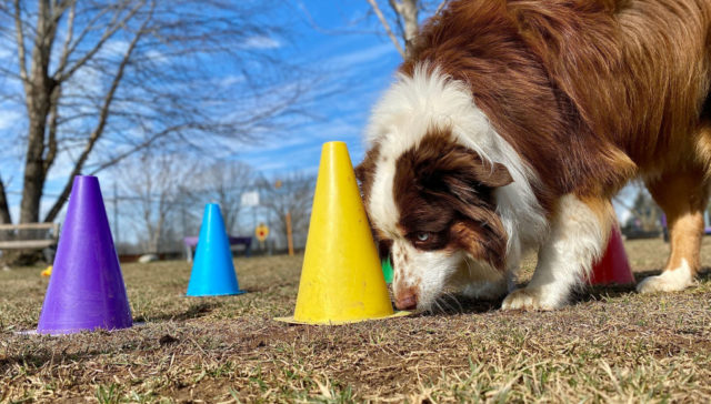 dog daycare for anxious dogs