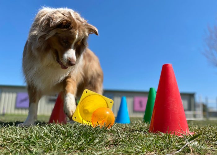 dog daycare selective dog