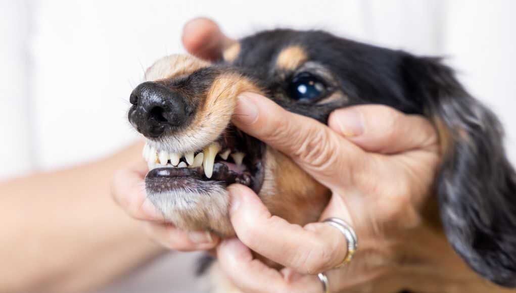 dog gums with dark spots