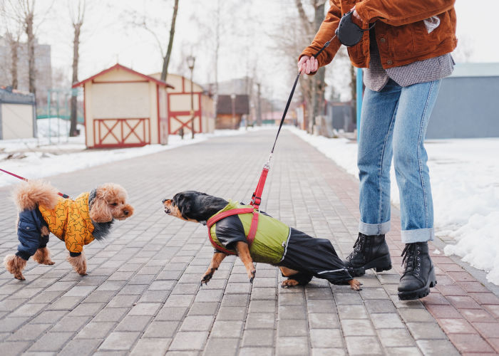 dogs being overprotective aggressive to other dogs