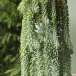 donkey tail succulent