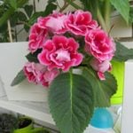 gloxinia