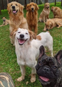 happy dog likes dog daycare