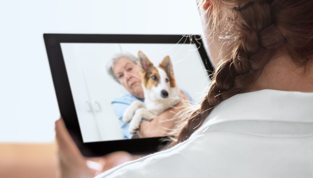 telehealth for pets