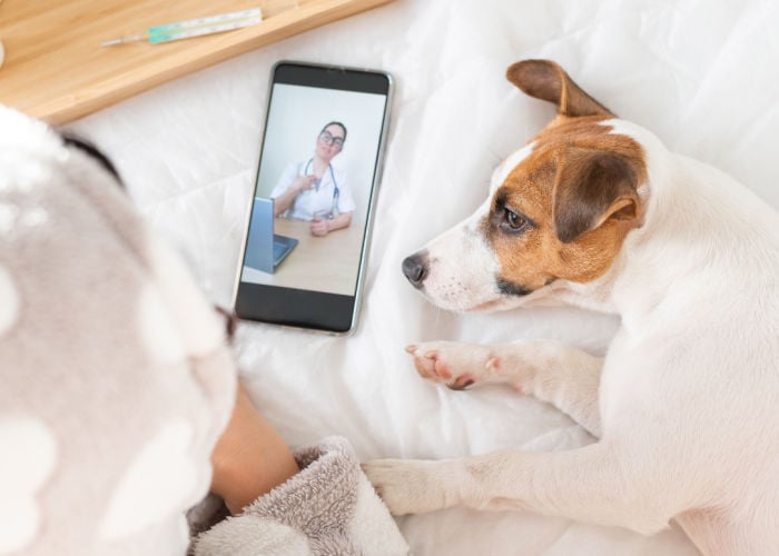 telehealth services for dogs