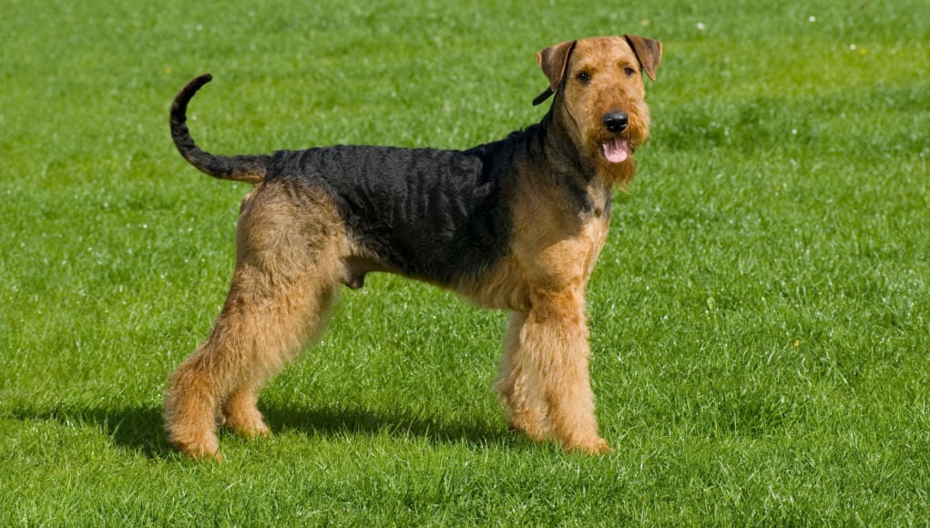 Airedale Terrier