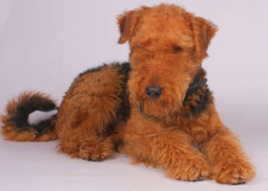 Airedale terrier health