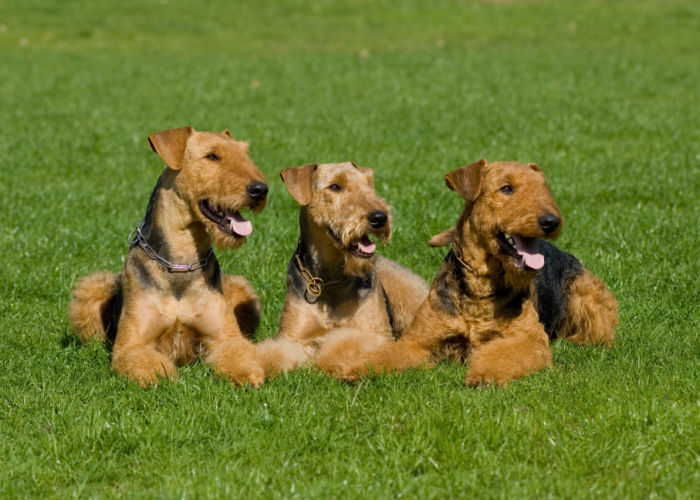 Airedale terrier litter