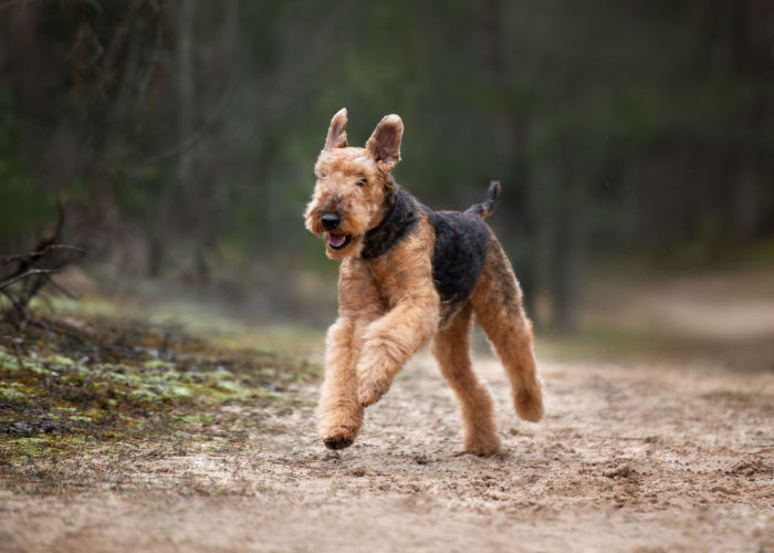 Brown airedale terrier running